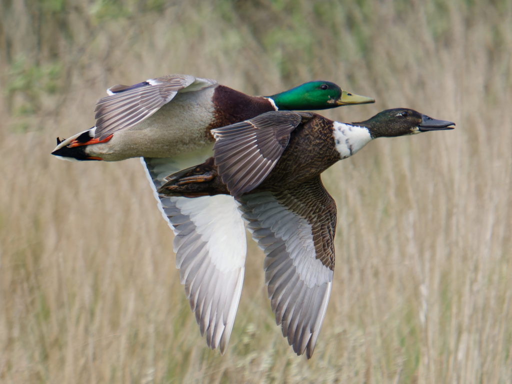 Mallard
